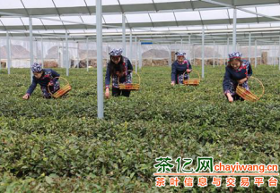 济南市加快茶产业“三级跳” ()